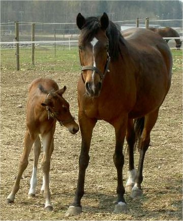 Lottas mamma Mirabelle med Arhults Macho (-06), e. Speyksbosch Dancer WPB 1